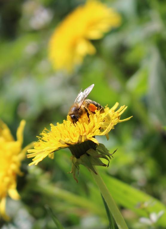 Urlaub Mitten Im Wald - Lueg Scheibbs Dış mekan fotoğraf