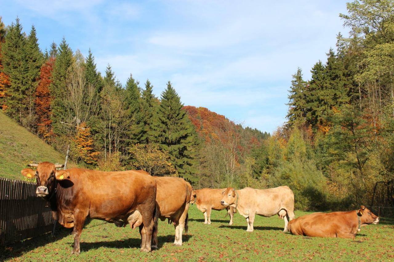 Urlaub Mitten Im Wald - Lueg Scheibbs Dış mekan fotoğraf
