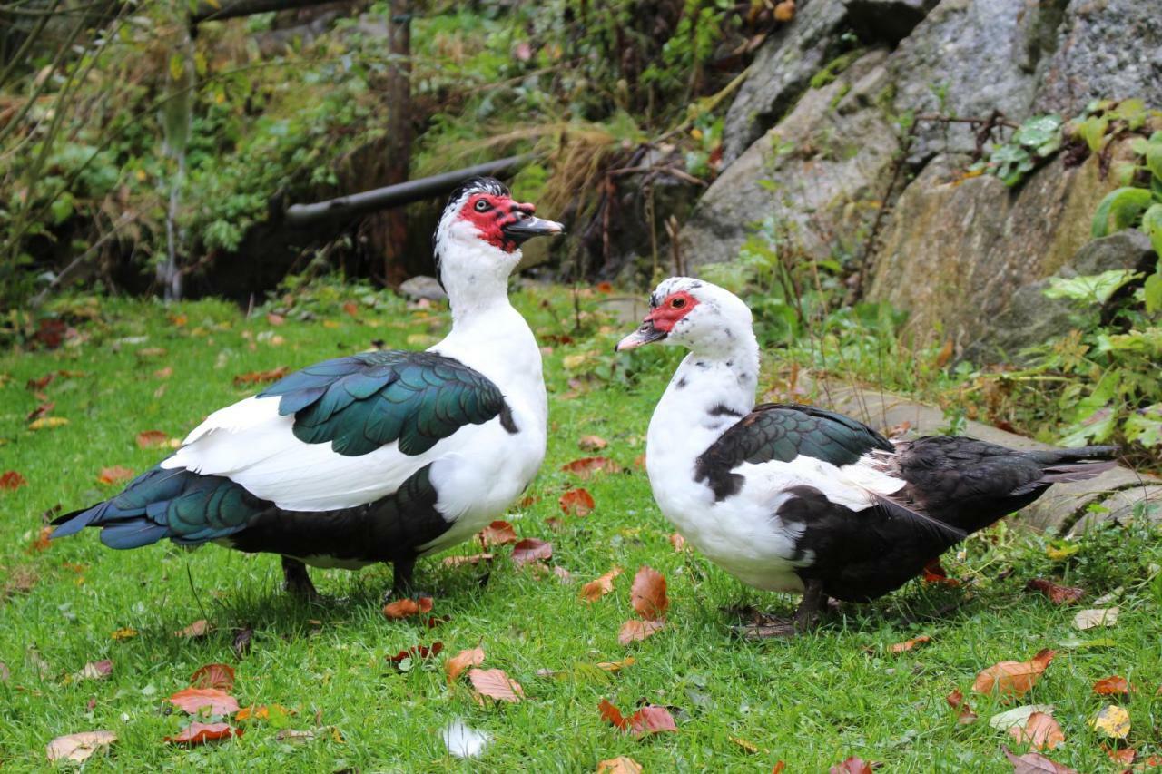 Urlaub Mitten Im Wald - Lueg Scheibbs Dış mekan fotoğraf